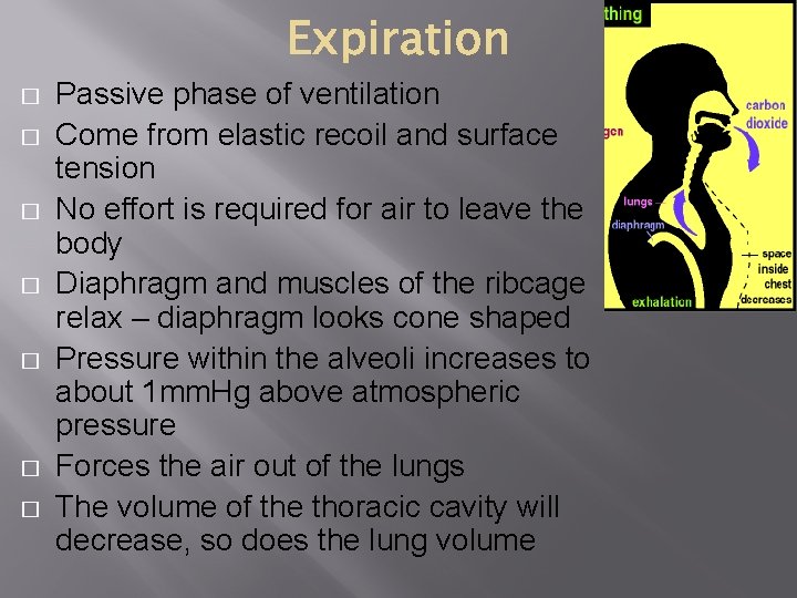 � � � � Passive phase of ventilation Come from elastic recoil and surface � � � � Passive phase of ventilation Come from elastic recoil and surface
