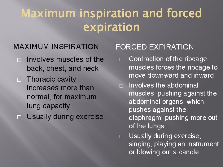MAXIMUM INSPIRATION � � � Involves muscles of the back, chest, and neck Thoracic MAXIMUM INSPIRATION � � � Involves muscles of the back, chest, and neck Thoracic