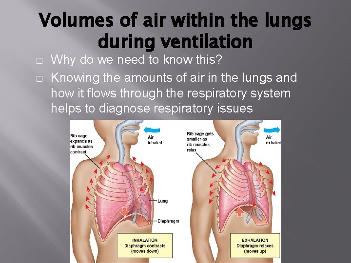 Volumes of air within the lungs during ventilation � � Why do we need Volumes of air within the lungs during ventilation � � Why do we need