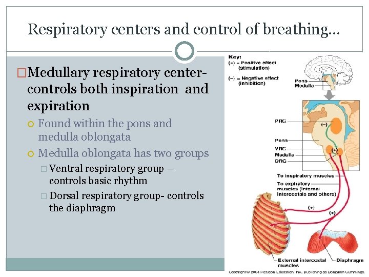 Respiratory centers and control of breathing… �Medullary respiratory center- controls both inspiration and expiration Respiratory centers and control of breathing… �Medullary respiratory center- controls both inspiration and expiration