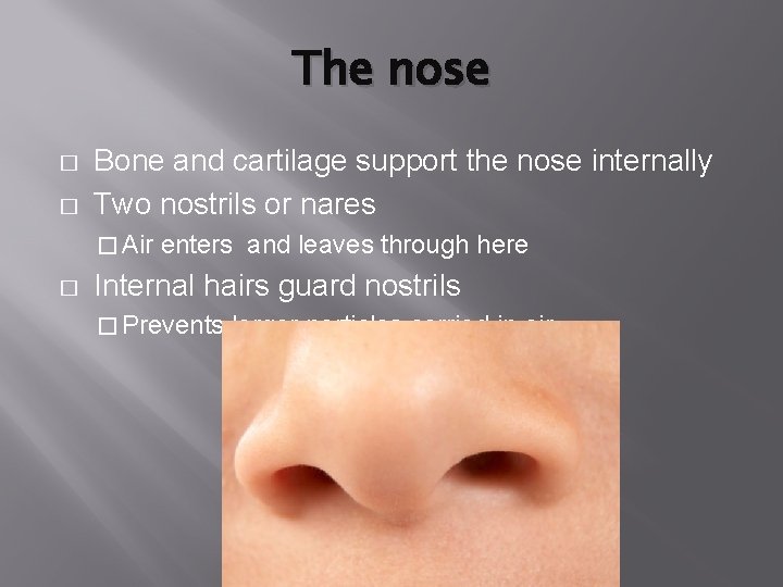 The nose � � Bone and cartilage support the nose internally Two nostrils or The nose � � Bone and cartilage support the nose internally Two nostrils or