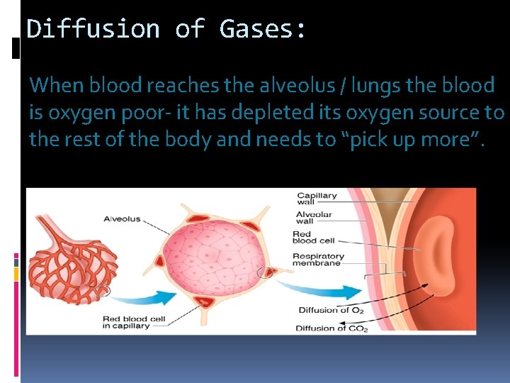 Diffusion of Gases: When blood reaches the alveolus / lungs the blood is oxygen Diffusion of Gases: When blood reaches the alveolus / lungs the blood is oxygen