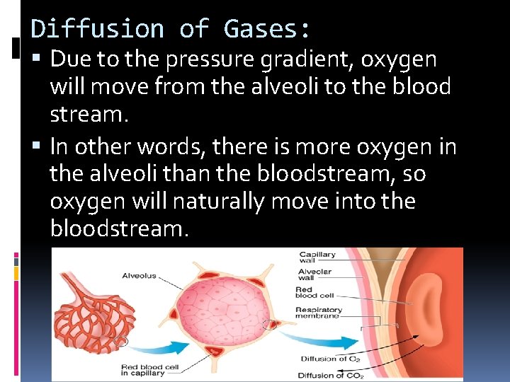Diffusion of Gases: Due to the pressure gradient, oxygen will move from the alveoli Diffusion of Gases: Due to the pressure gradient, oxygen will move from the alveoli