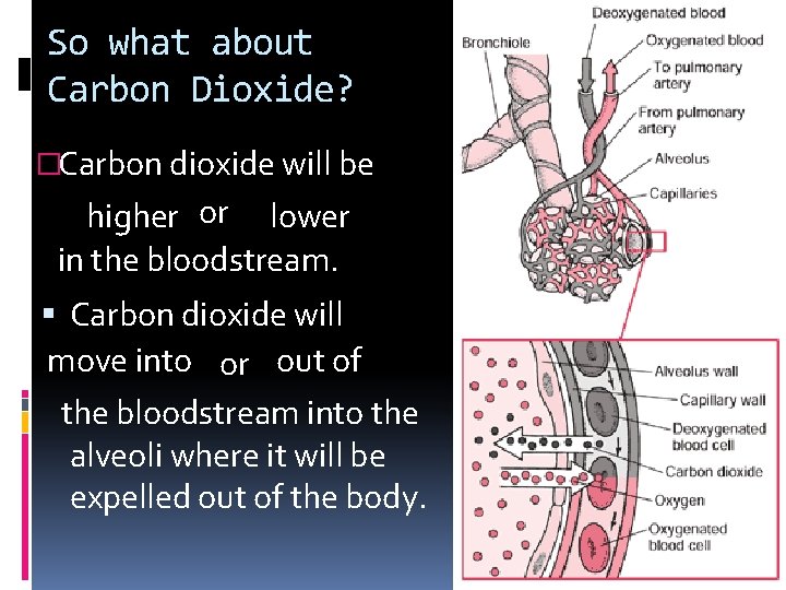 So what about Carbon Dioxide? �Carbon dioxide will be higher or lower in the So what about Carbon Dioxide? �Carbon dioxide will be higher or lower in the
