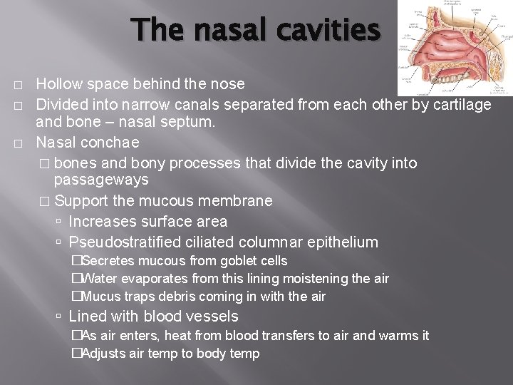 The nasal cavities � � � Hollow space behind the nose Divided into narrow The nasal cavities � � � Hollow space behind the nose Divided into narrow