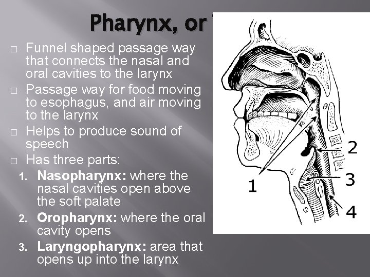 Pharynx, or Throat Funnel shaped passage way that connects the nasal and oral cavities Pharynx, or Throat Funnel shaped passage way that connects the nasal and oral cavities