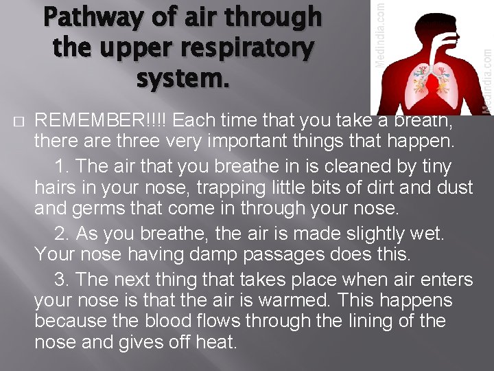 Pathway of air through the upper respiratory system. � REMEMBER!!!! Each time that you Pathway of air through the upper respiratory system. � REMEMBER!!!! Each time that you