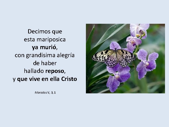 Decimos que esta mariposica ya murió, con grandisima alegría de haber hallado reposo, y