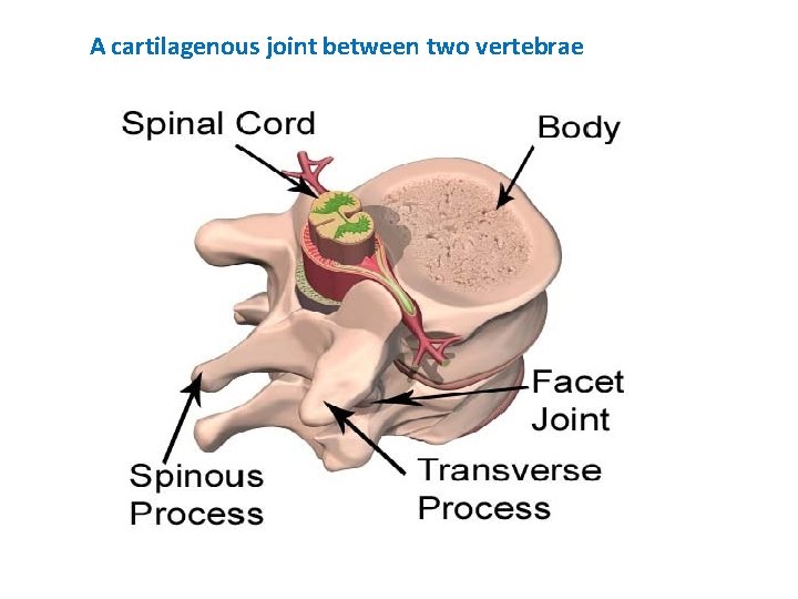 A cartilagenous joint between two vertebrae 