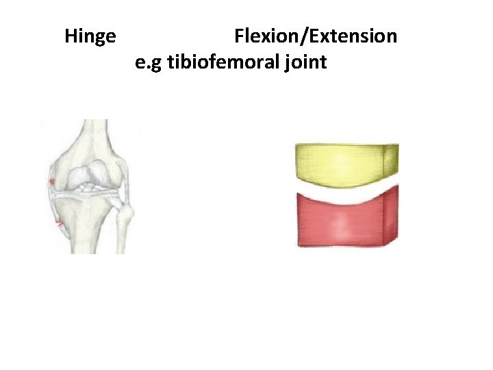 Hinge Flexion/Extension e. g tibiofemoral joint 