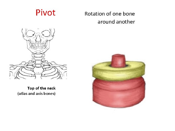 Pivot Top of the neck (atlas and axis bones) Rotation of one bone around