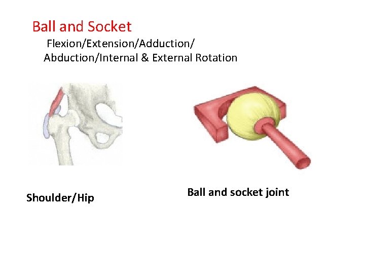 Ball and Socket Flexion/Extension/Adduction/ Abduction/Internal & External Rotation Shoulder/Hip Ball and socket joint 