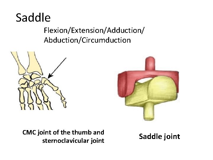 Saddle Flexion/Extension/Adduction/ Abduction/Circumduction CMC joint of the thumb and sternoclavicular joint Saddle joint 