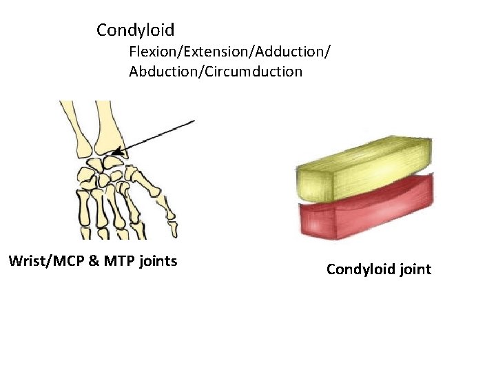 Condyloid Flexion/Extension/Adduction/ Abduction/Circumduction Wrist/MCP & MTP joints Condyloid joint 