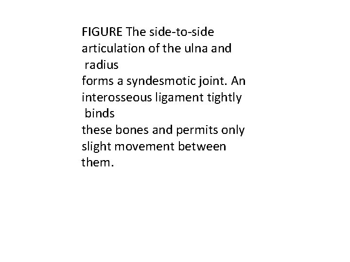 FIGURE The side-to-side articulation of the ulna and radius forms a syndesmotic joint. An
