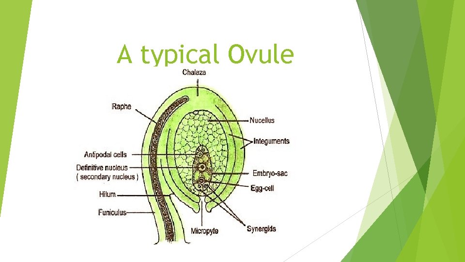 A typical Ovule 