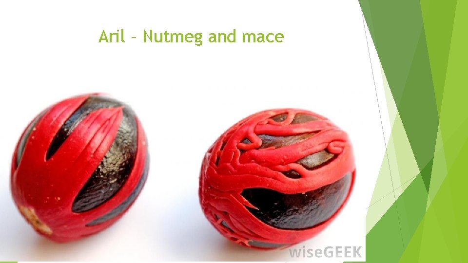 Aril – Nutmeg and mace 