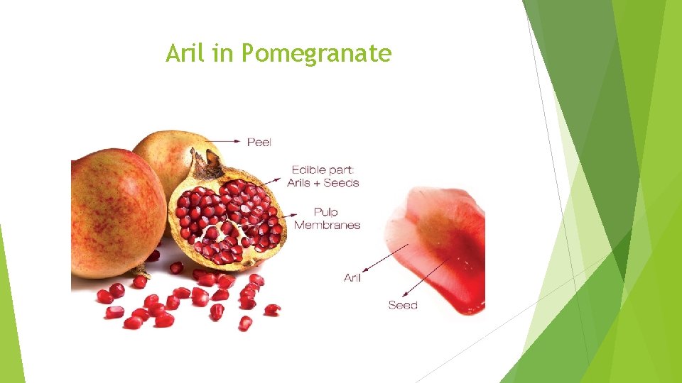 Aril in Pomegranate 