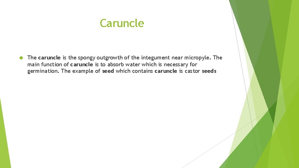Caruncle The caruncle is the spongy outgrowth of the integument near micropyle. The main