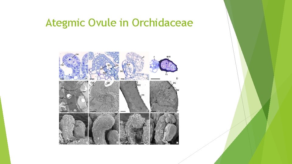 Ategmic Ovule in Orchidaceae 