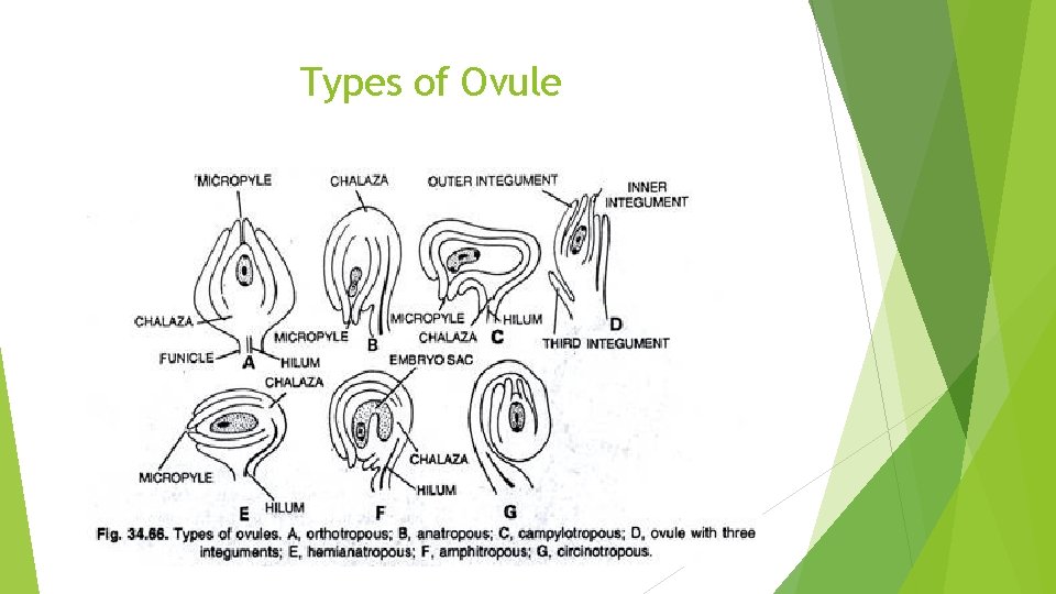 Types of Ovule 