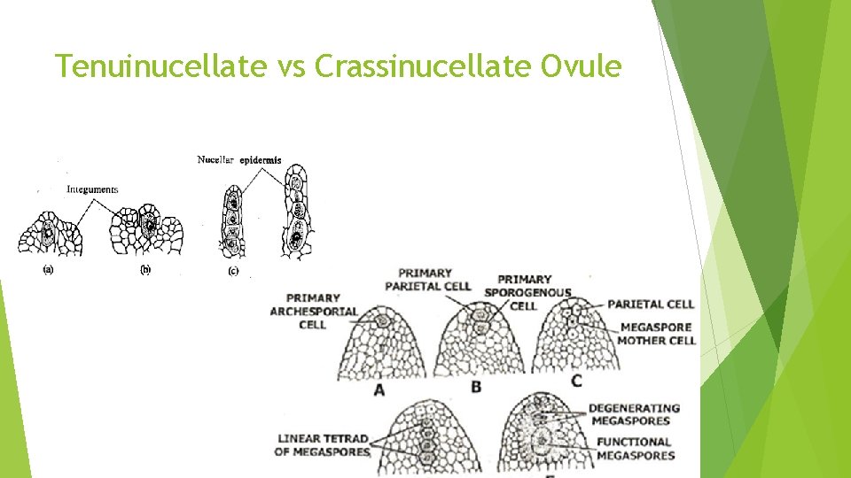 Tenuinucellate vs Crassinucellate Ovule 