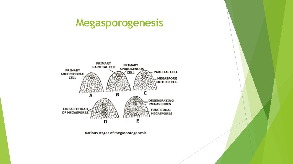 Megasporogenesis 