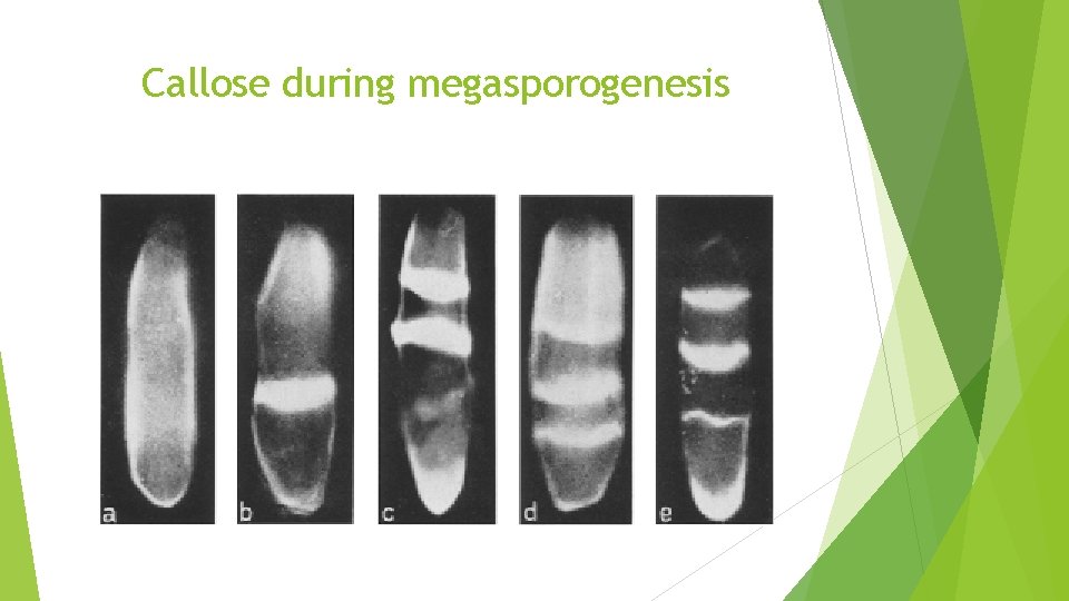 Callose during megasporogenesis 