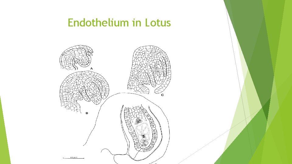 Endothelium in Lotus 