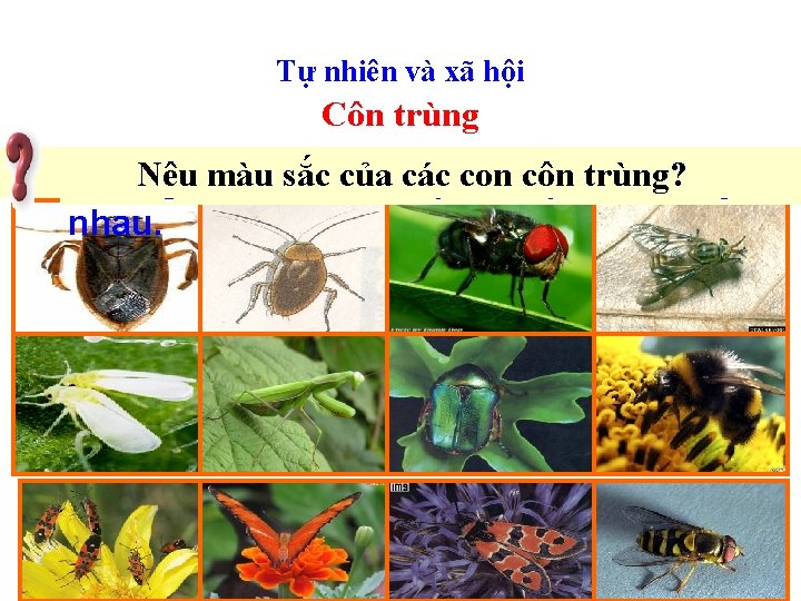 Tự nhiên và xã hội Côn trùng Nêucã màu sắc của côn trùng? Chóng