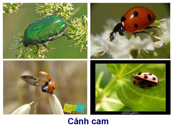 Cánh cam 