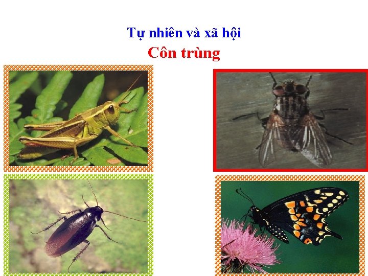 Tự nhiên và xã hội Côn trùng 