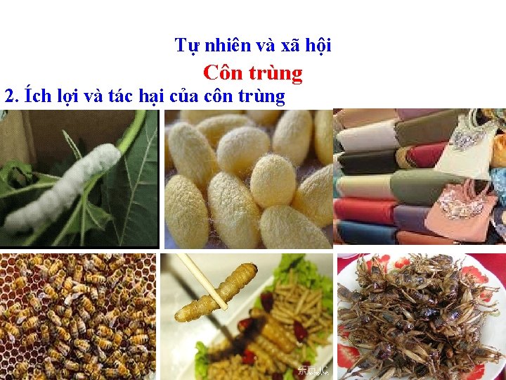 Tự nhiên và xã hội Côn trùng 2. Ích lợi và tác hại của