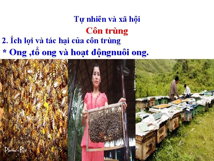 Tự nhiên và xã hội Côn trùng 2. Ích lợi và tác hại của