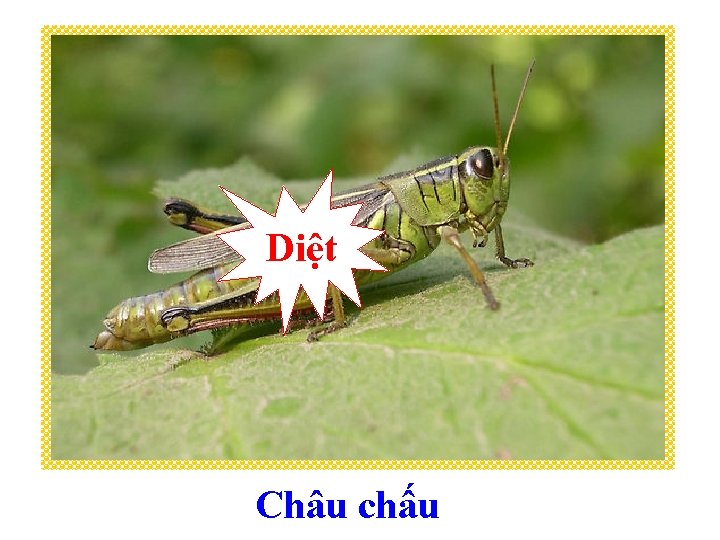 Diệt Châu chấu 