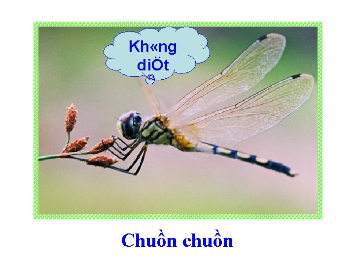 Kh «ng diÖt Chuồn chuồn 