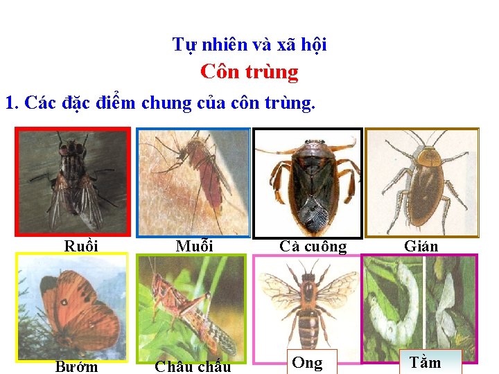 Tự nhiên và xã hội Côn trùng 1. Các đặc điểm chung của côn