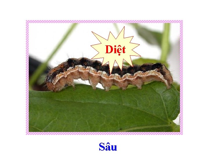 Diệt Sâu 