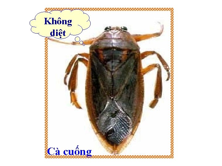 Không diệt Cà cuống 