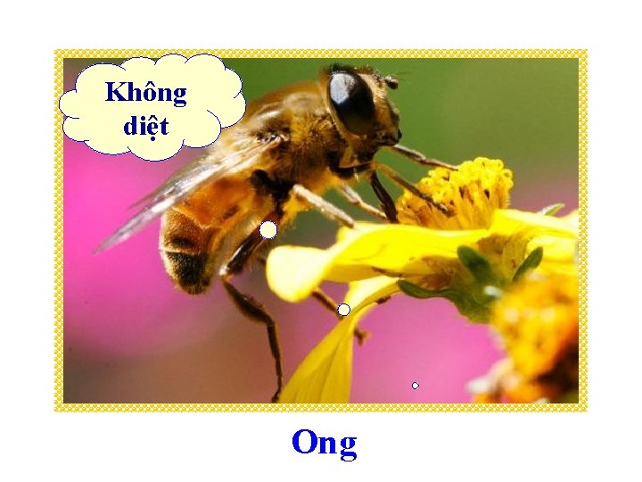 Không diệt Ong 