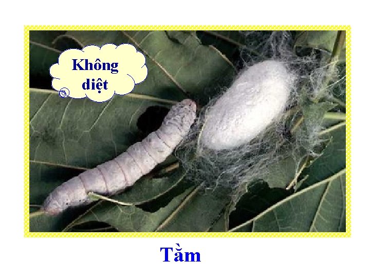 Không diệt Tằm 