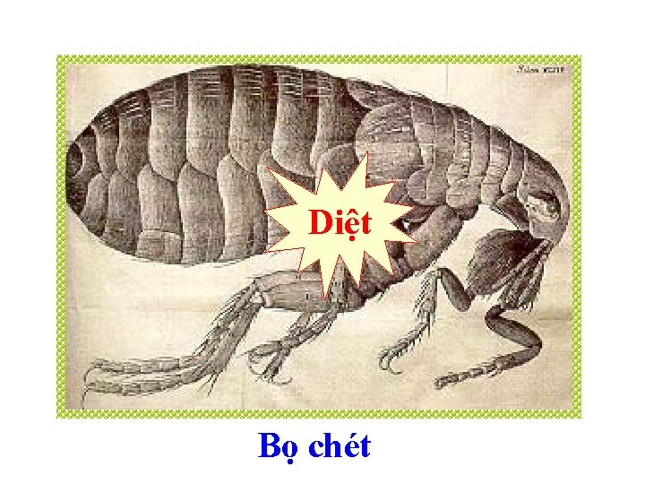 Diệt Bọ chét 