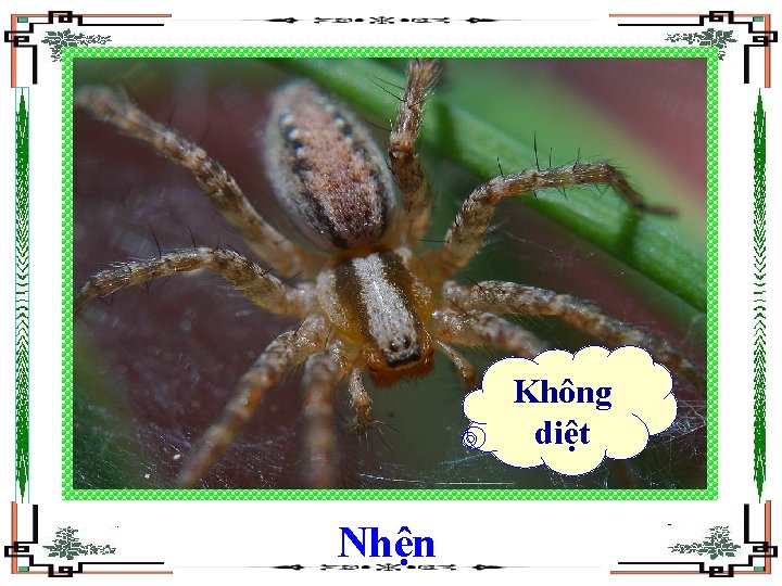 Không diệt Nhện 