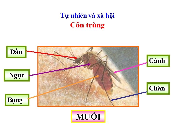 Tự nhiên và xã hội Côn trùng Đầu Cánh Ngực Chân Bụng MUỖI 