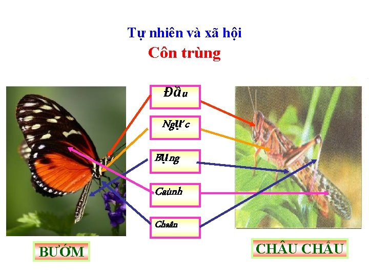 Tự nhiên và xã hội Côn trùng Đầu Ngực Bụng Caùnh Chaân BƯỚM CH