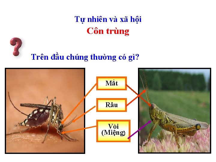 Tự nhiên và xã hội Côn trùng Trên đầu chúng thường có gì? Mắt