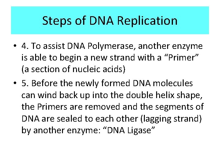 Steps of DNA Replication • 4. To assist DNA Polymerase, another enzyme is able