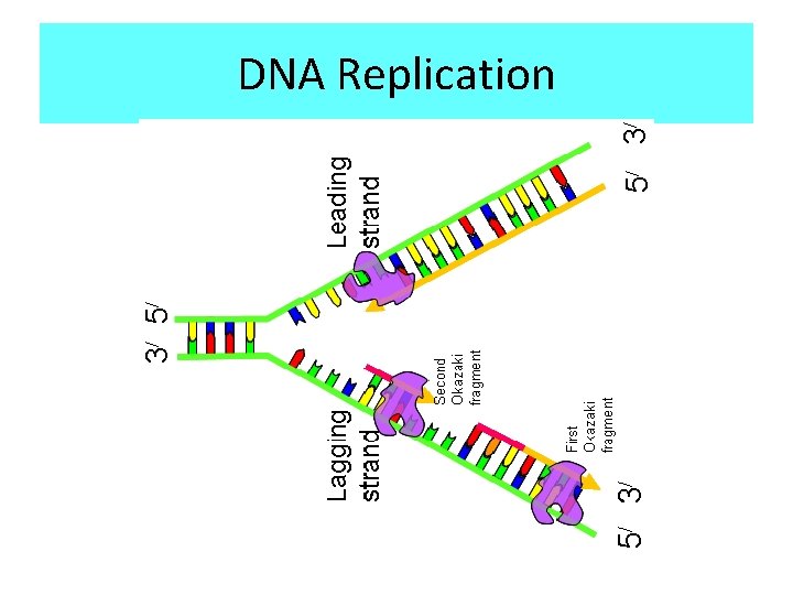 DNA Replication 