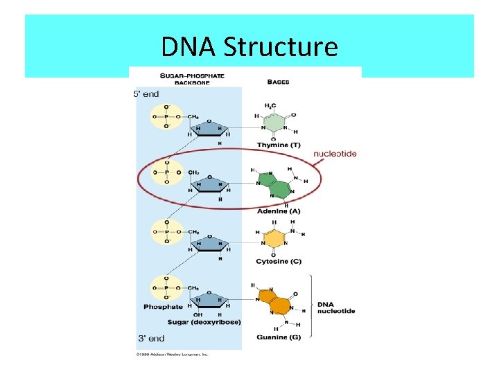 DNA Structure 