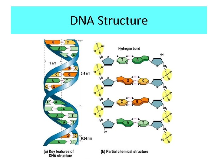 DNA Structure 